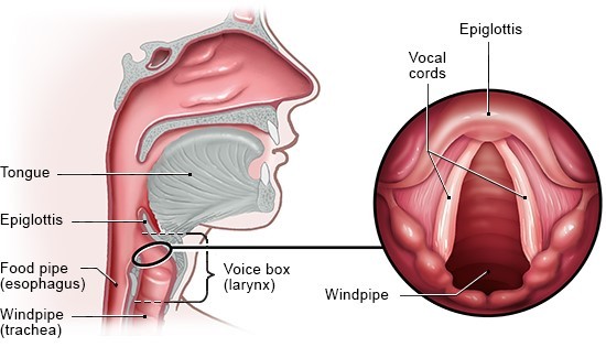 Is the voice box the same as the larynx?