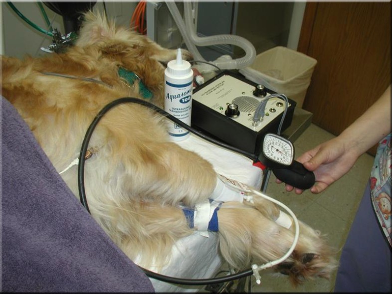 Is there a Doppler test for blood pressure in dogs?