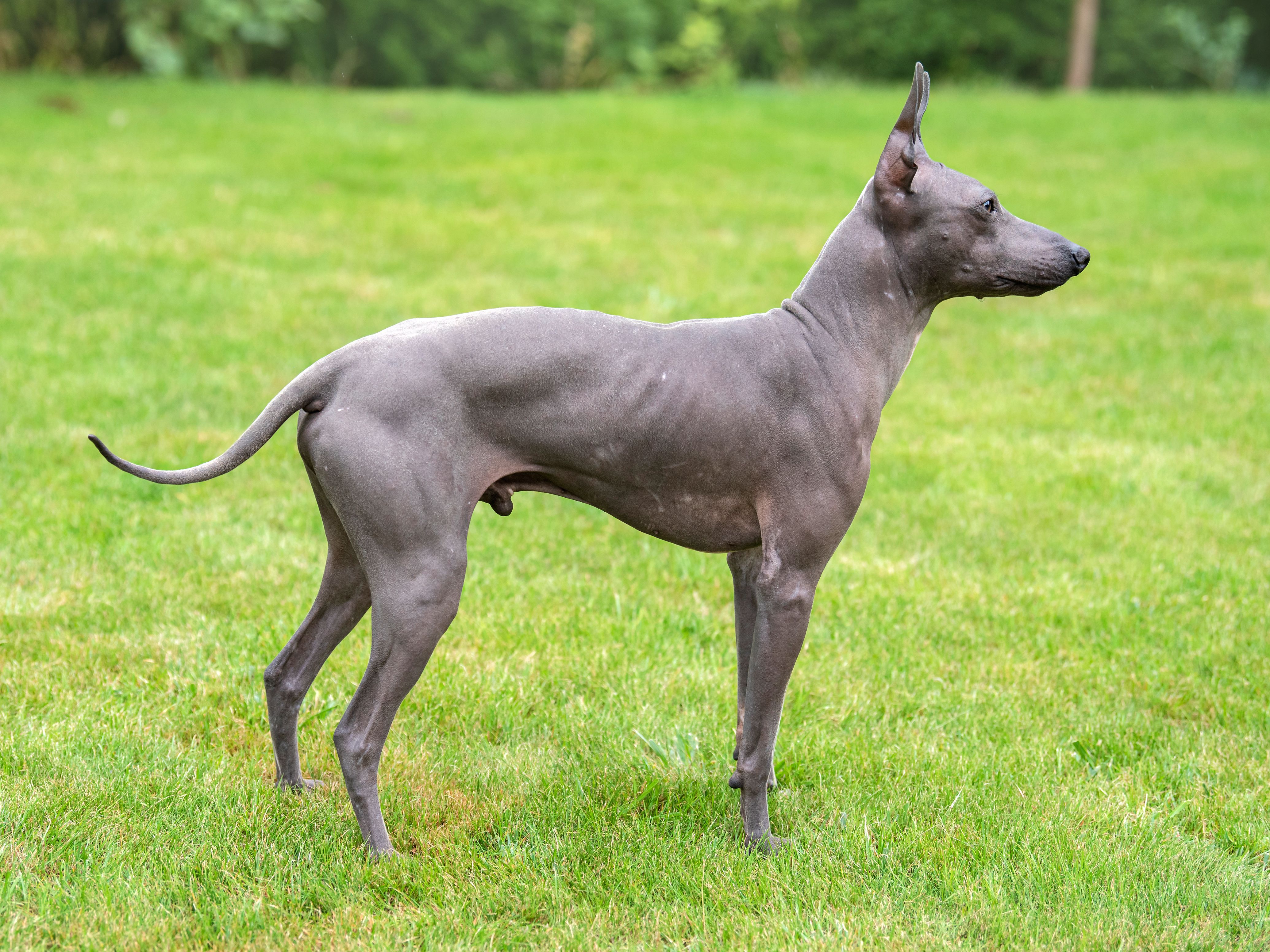 Is there such a thing as a hairless dog?