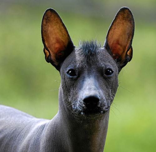 Is there such a thing as a Mexican Hairless Dog?