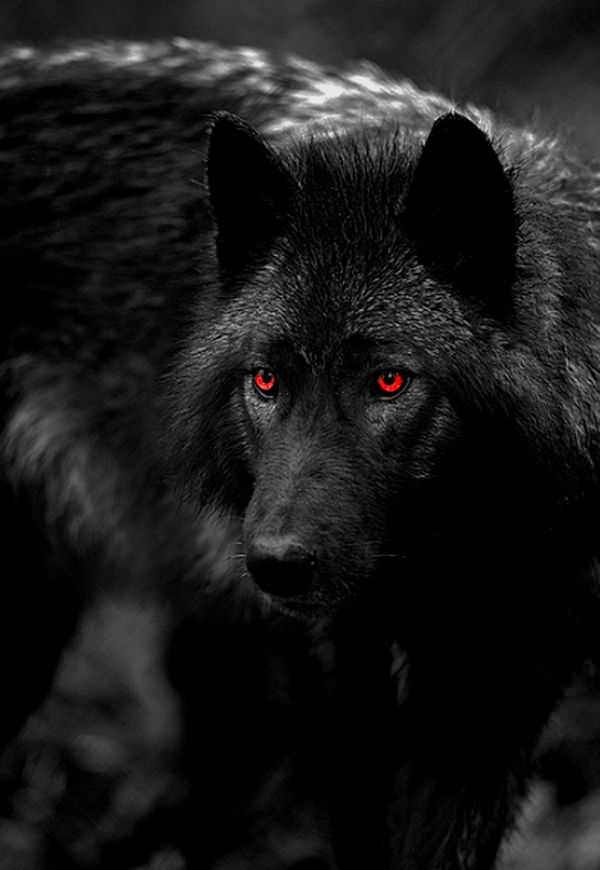 Is there such a thing as a red eyed wolf?