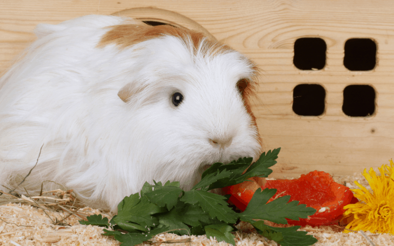 Is too much vegetables bad for guinea pigs?