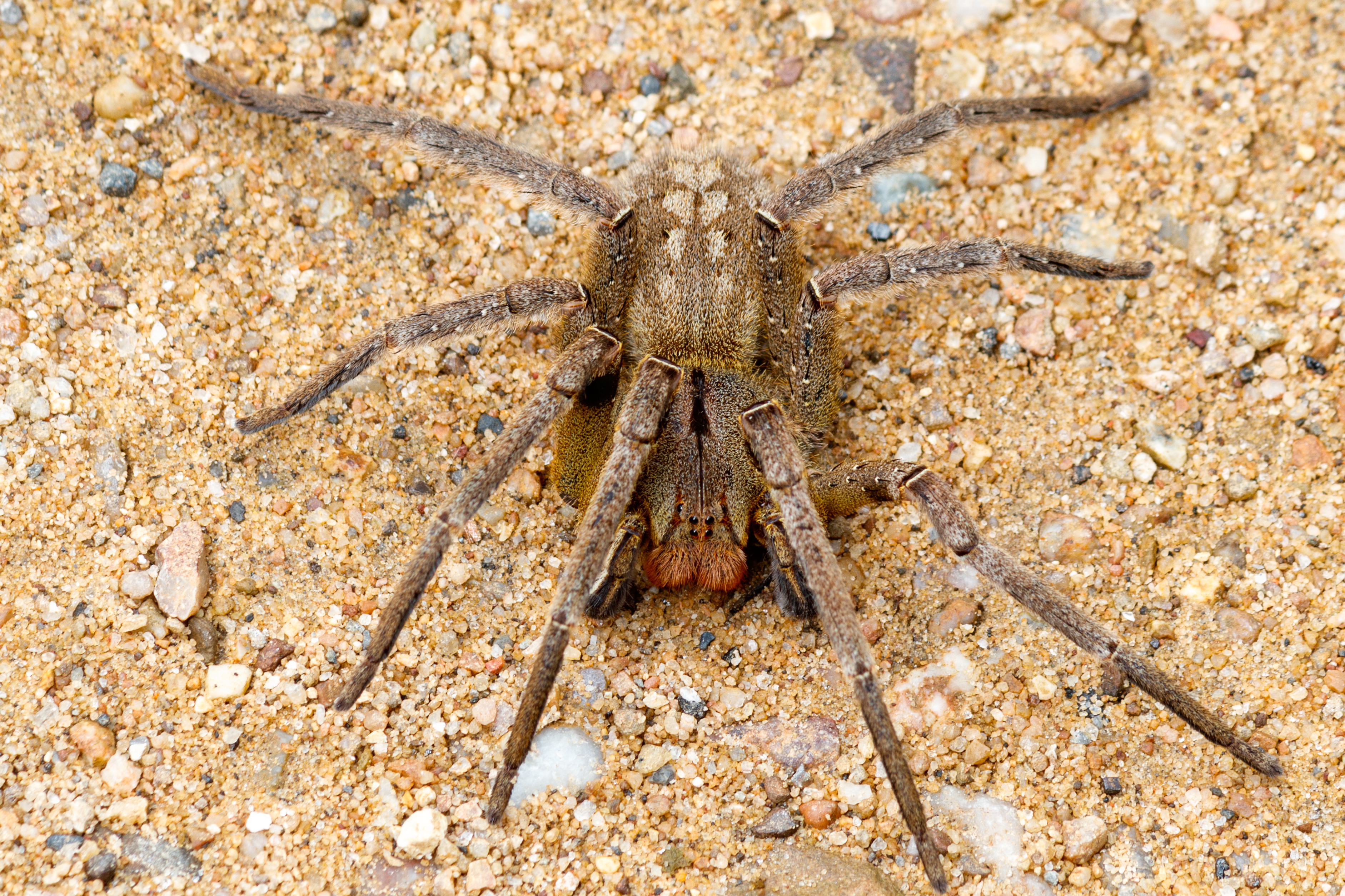 Is wandering spider dangerous to humans?