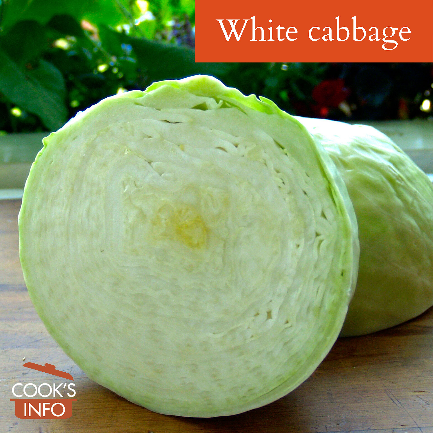 Is white cabbage the same as green cabbage?