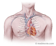 Is your heart behind your ribs?
