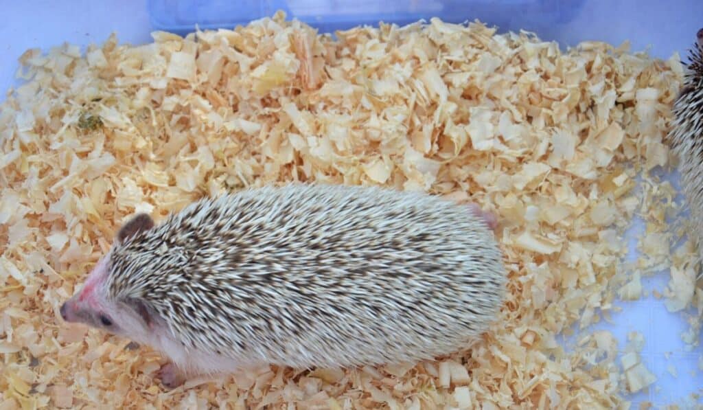 Is your Hedgehog's bedding dust-free?
