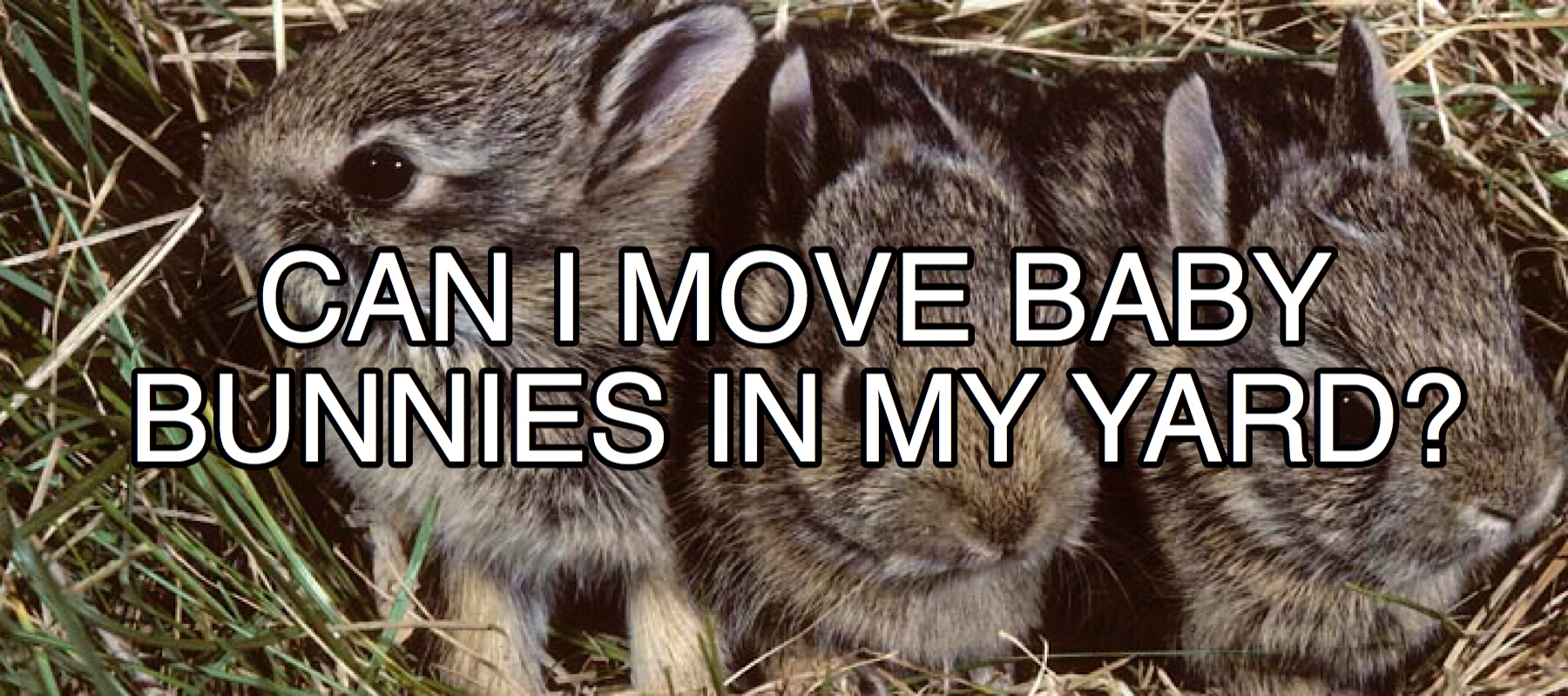 Should baby bunnies move?