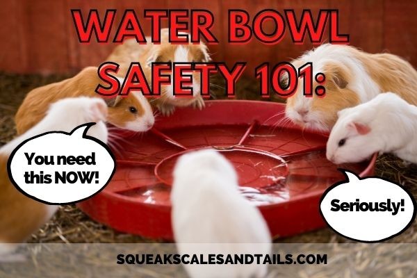 Should guinea pigs have a water dish on the floor?