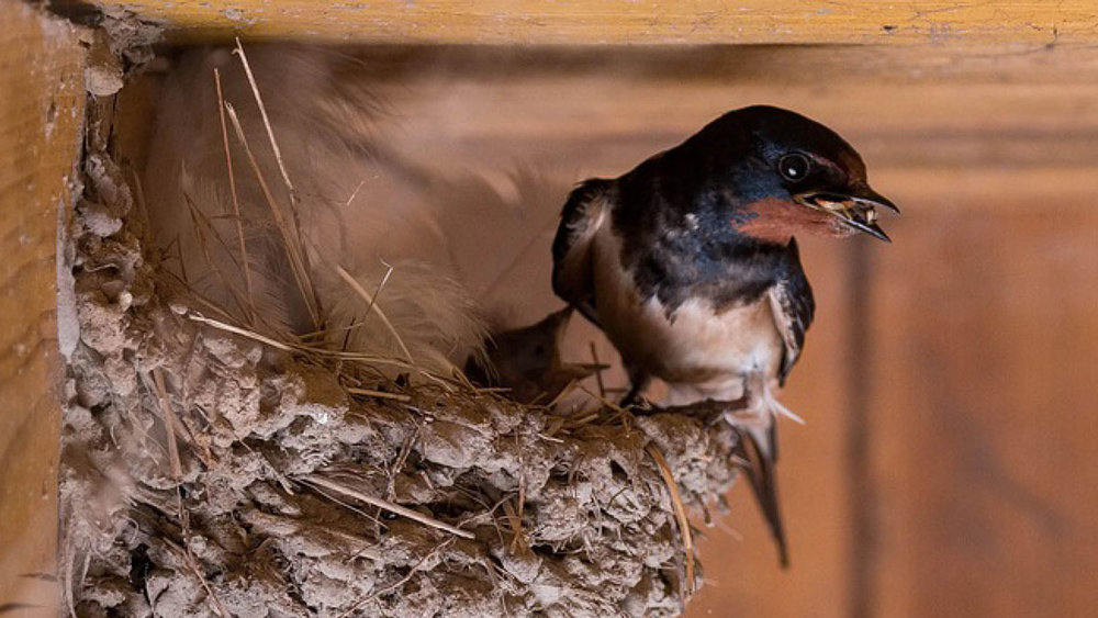 Should I worry about birds nesting in my roof?