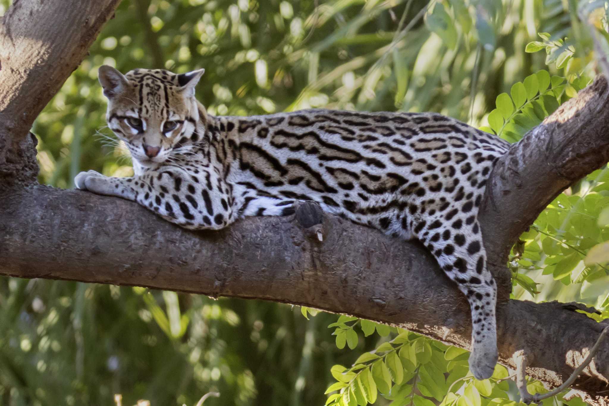 Should the United States and Mexico cooperate to save the ocelot?