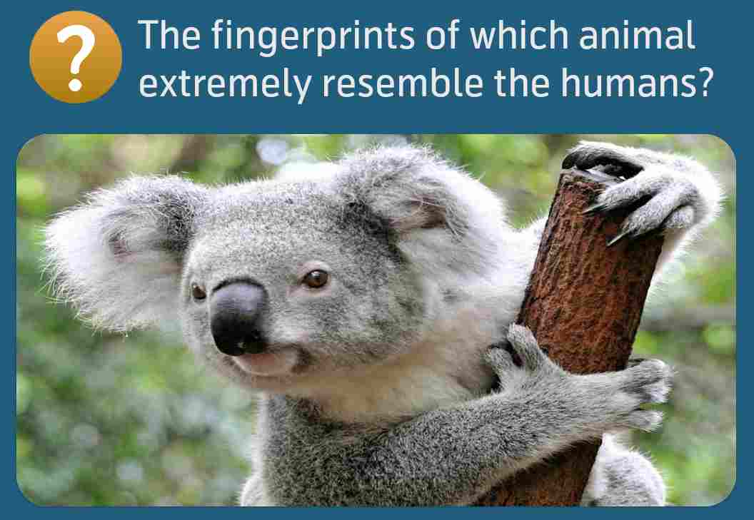 The fingerprints of which animal extremely resembles the humans?