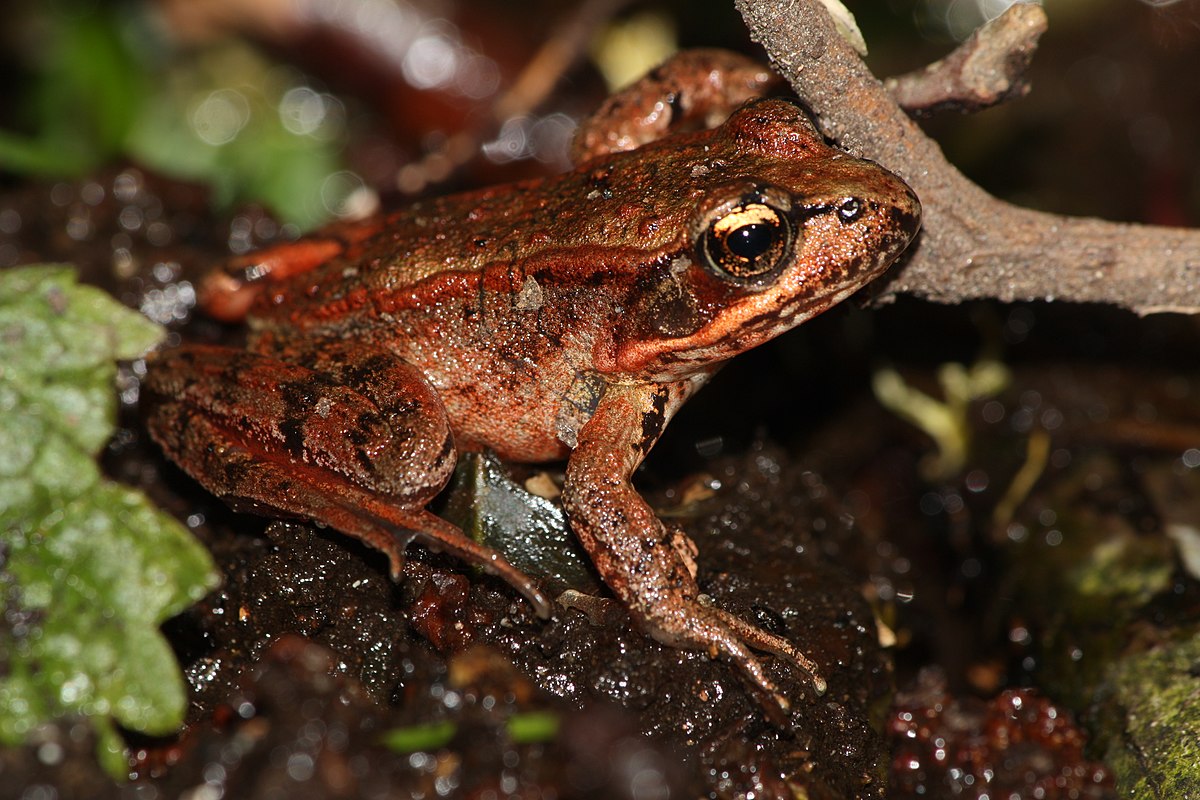 The scientific name of the Asian frog is?
