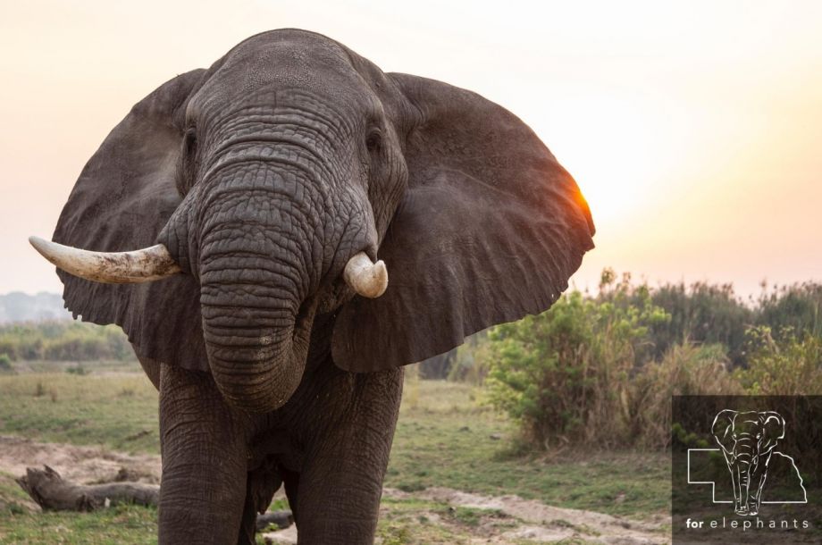 Until when does a male elephants stay with the herd?