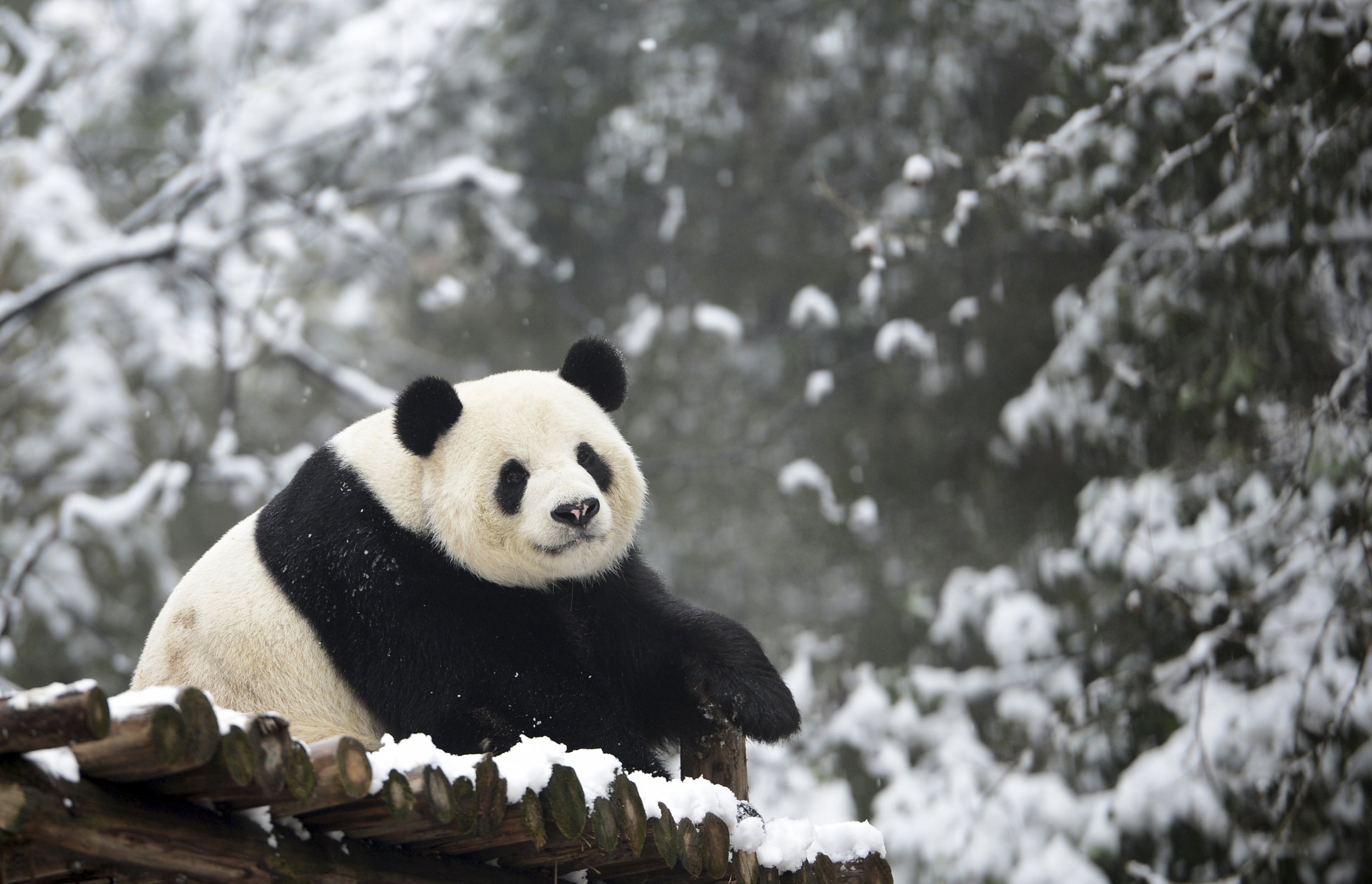 Was Weiwei the giant panda killed?