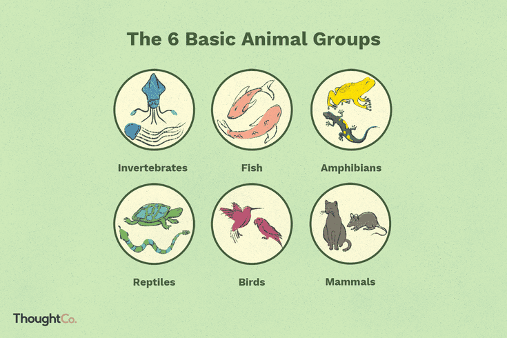 What 2 groups are animals called?