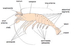 What abilities do shrimp have?