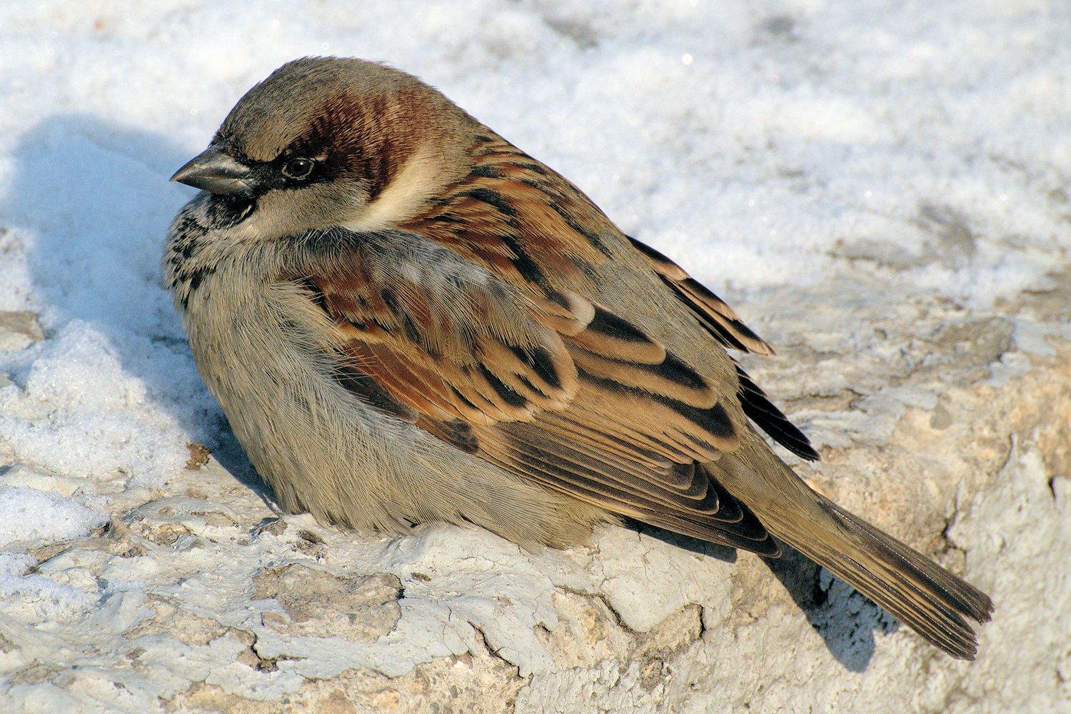 What adaptations do birds have to survive in the wild?