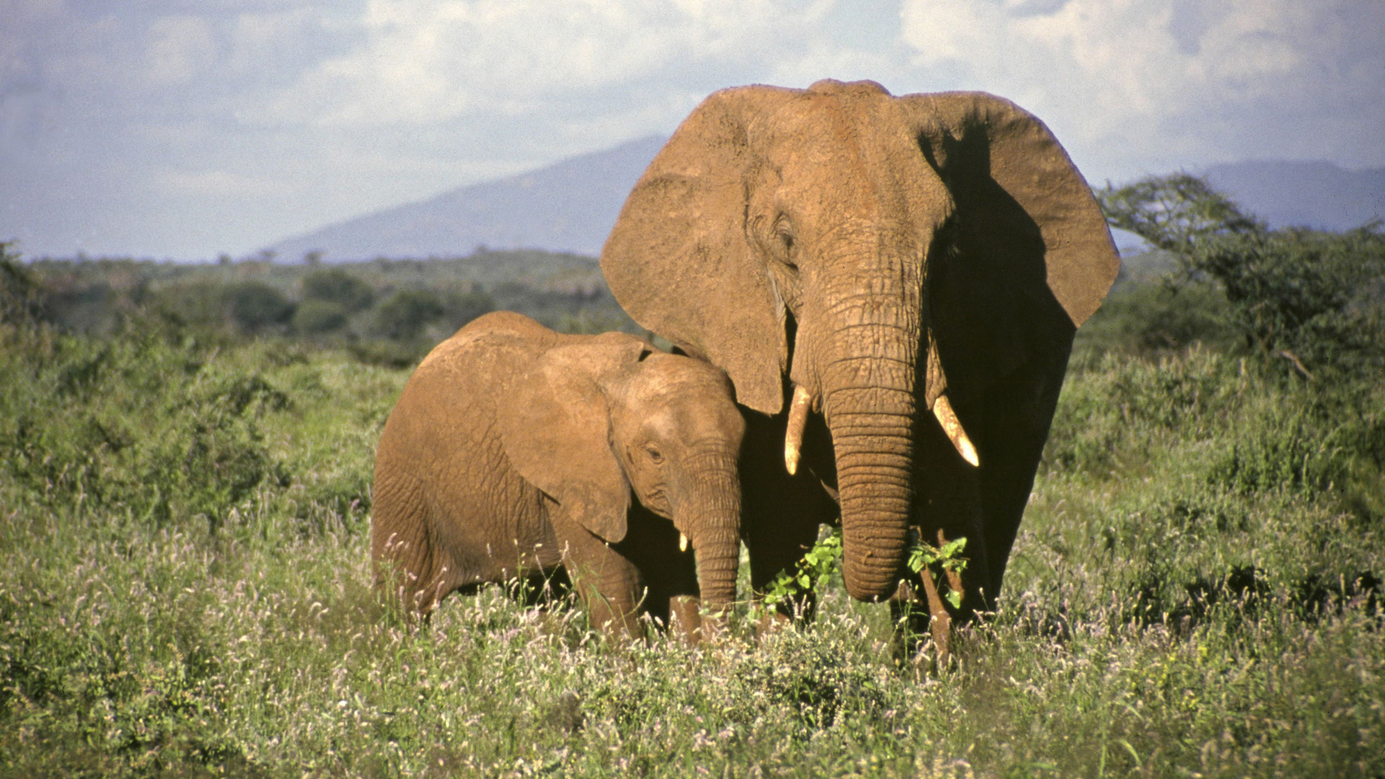 What age do baby elephants leave the herd?