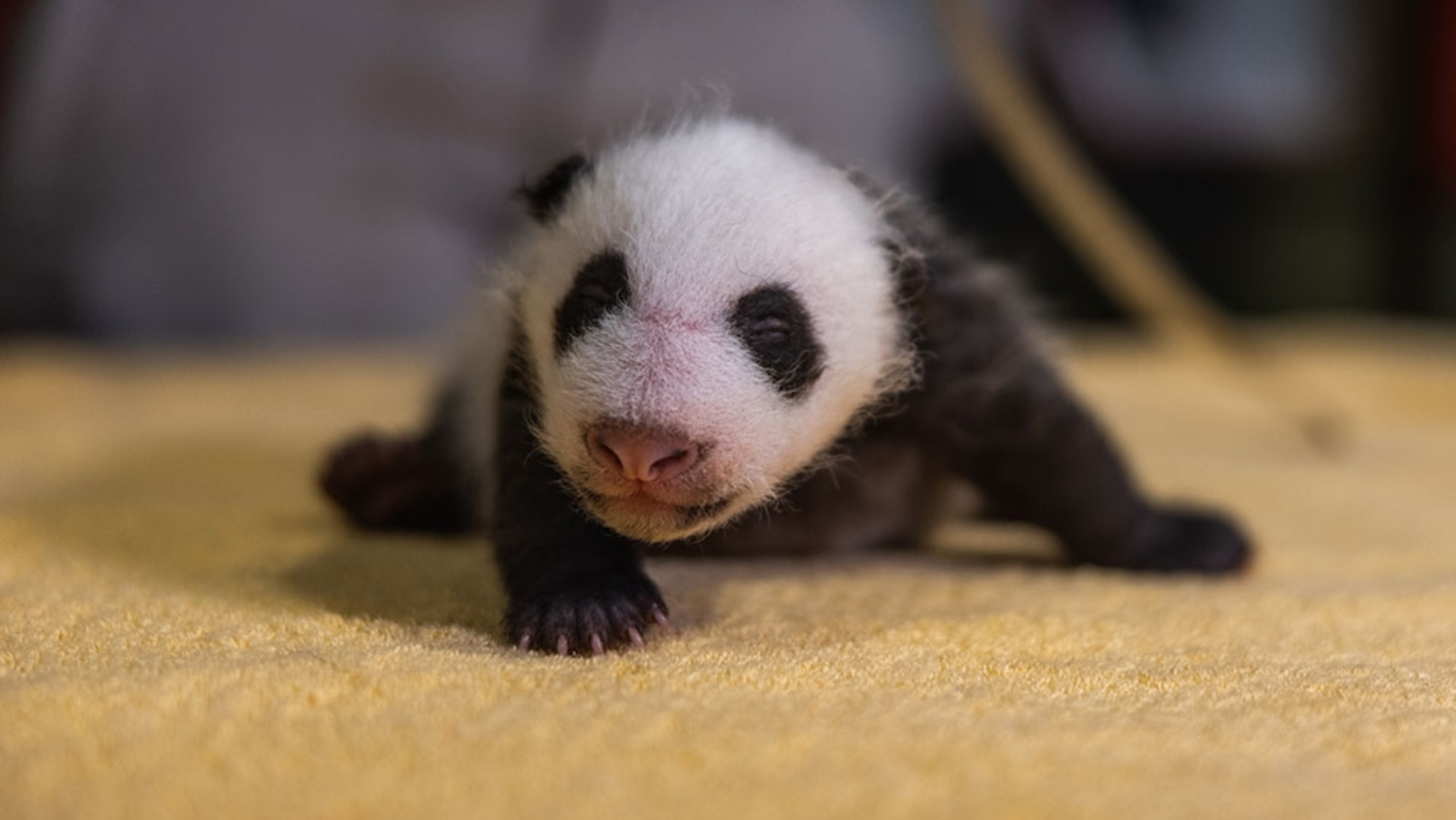 What age do baby pandas open their eyes?