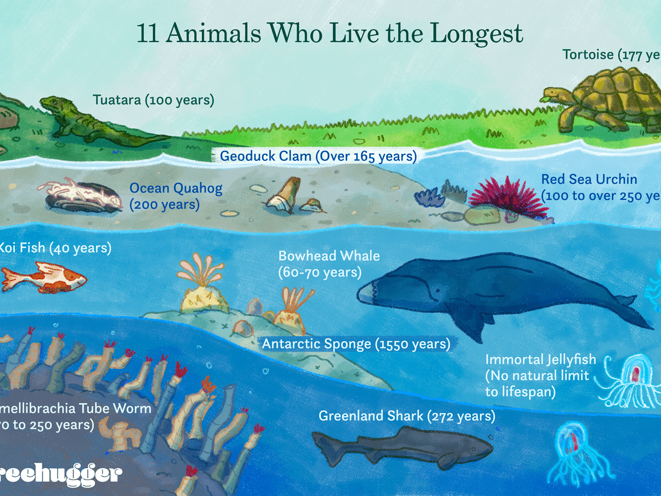 What animal can live up to 500 years?