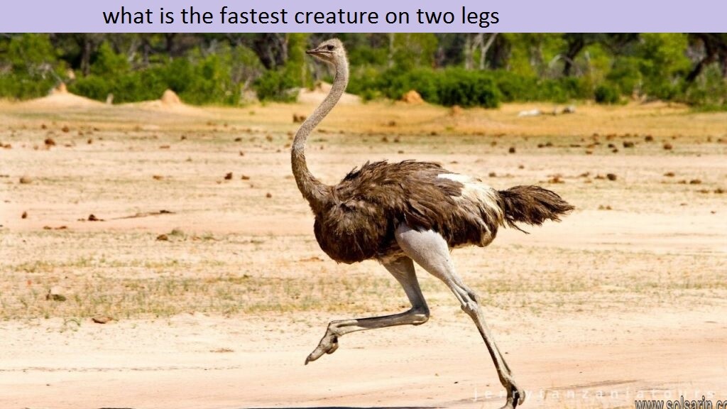 What animal can run the fastest on two legs?