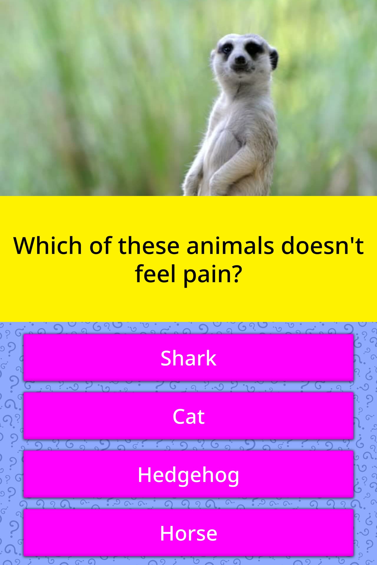 What animal Cannot feel pain?