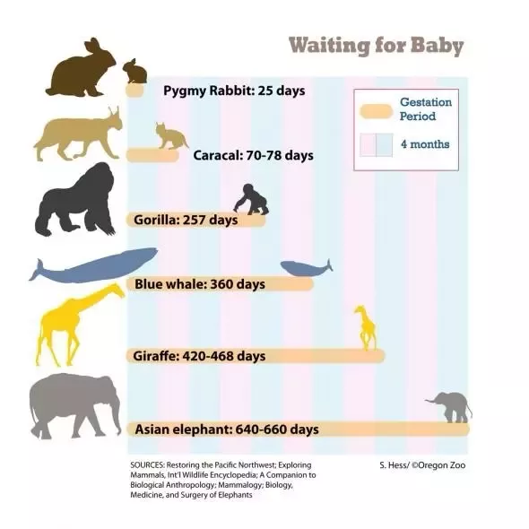 What animal has a 9 year pregnancy?
