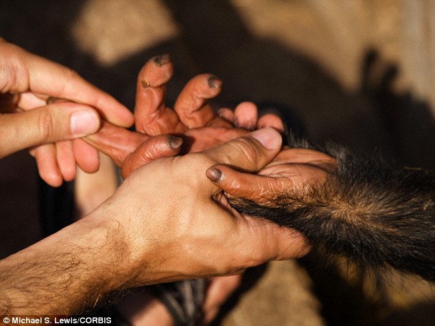 What animal has human like fingers?