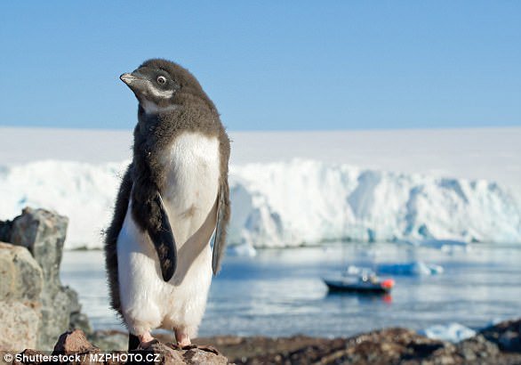 What animal is incredibly adorable but urinated so much that it formed a percentage of the ice in the Antarctic Ocean now the Southern Ocean )?