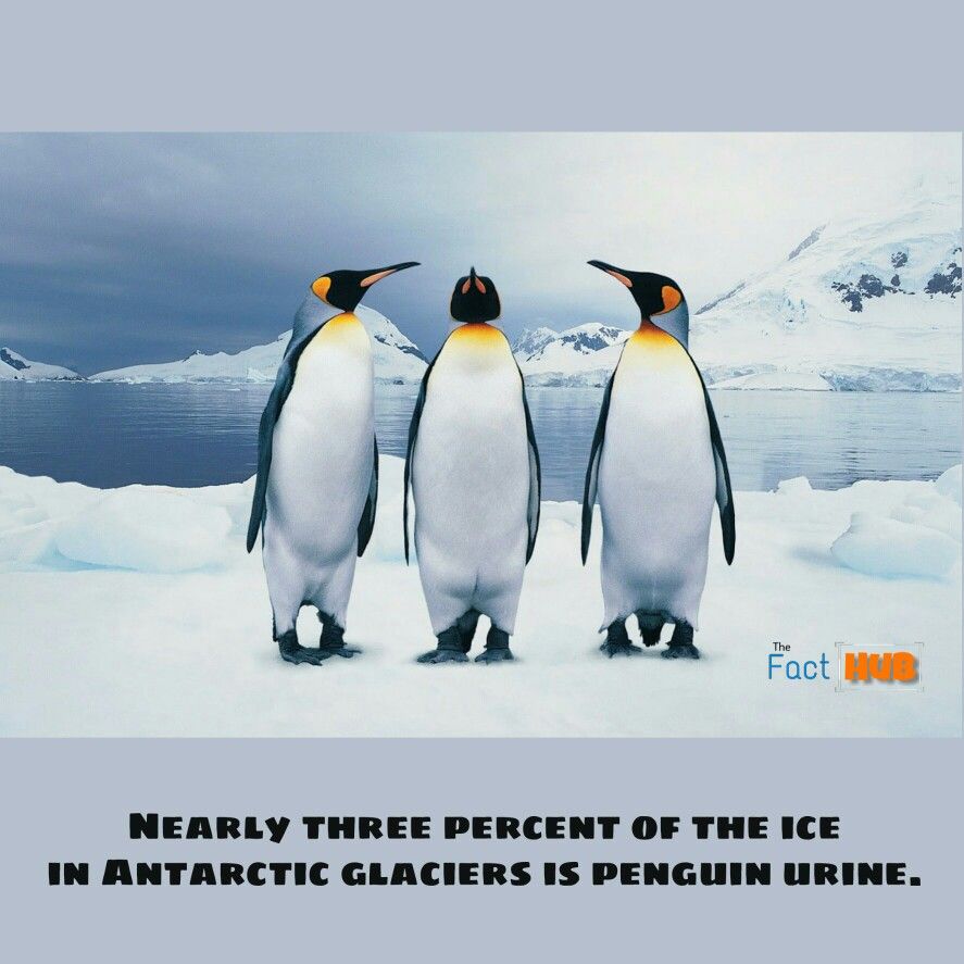 What animal is incredibly adorable but urinated so much that it formed a percentage of the ice in the Antarctic Ocean?
