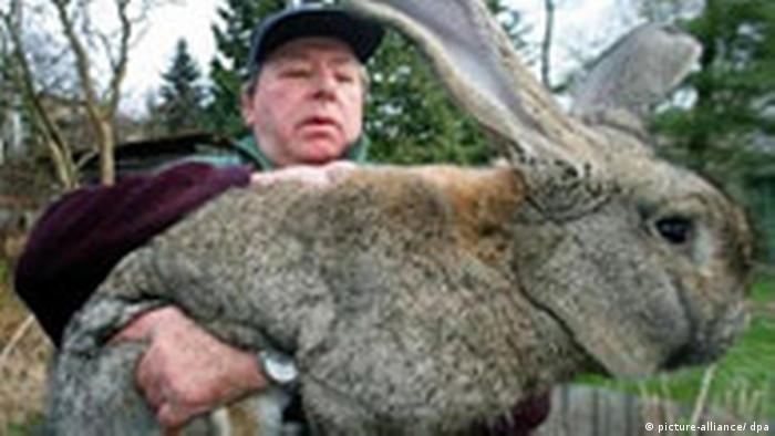 What animal looks like a giant rabbit?