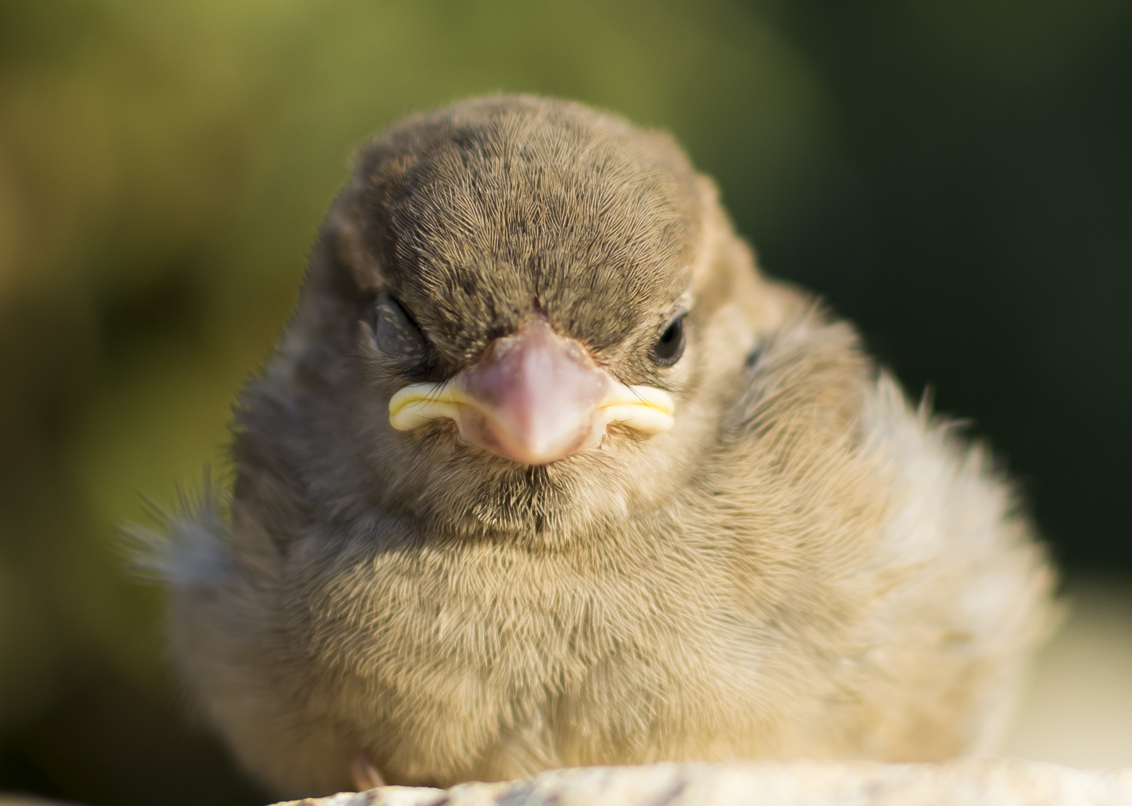 What animal sleeps with half its brain?