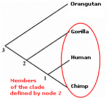 What animals are humans most closely related to?