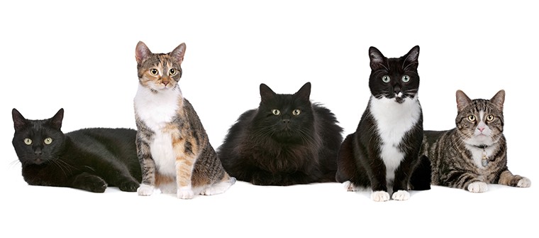What animals are in the cat group?