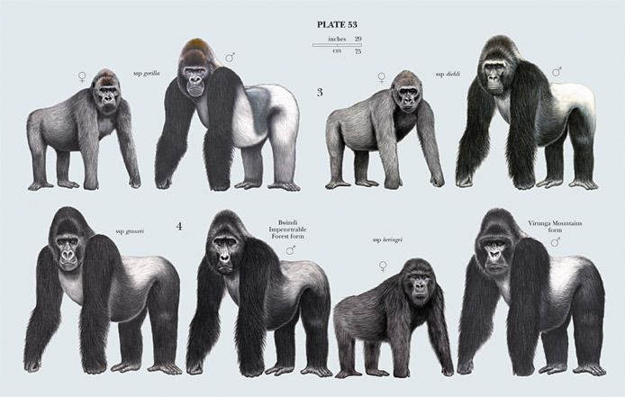 What animals are in the Hominidae family?