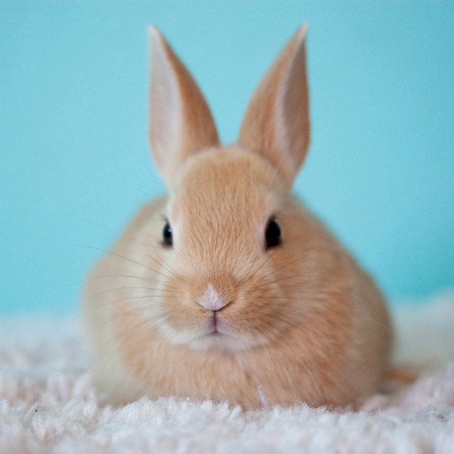 What animals are in the rabbit family?