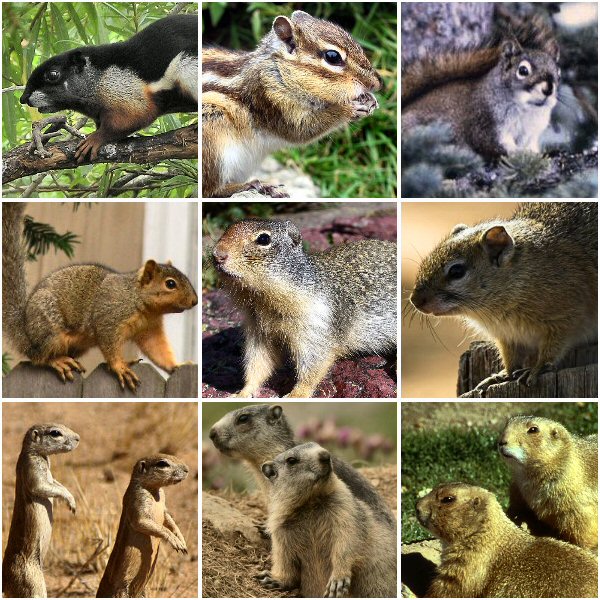 What animals are in the squirrel family?