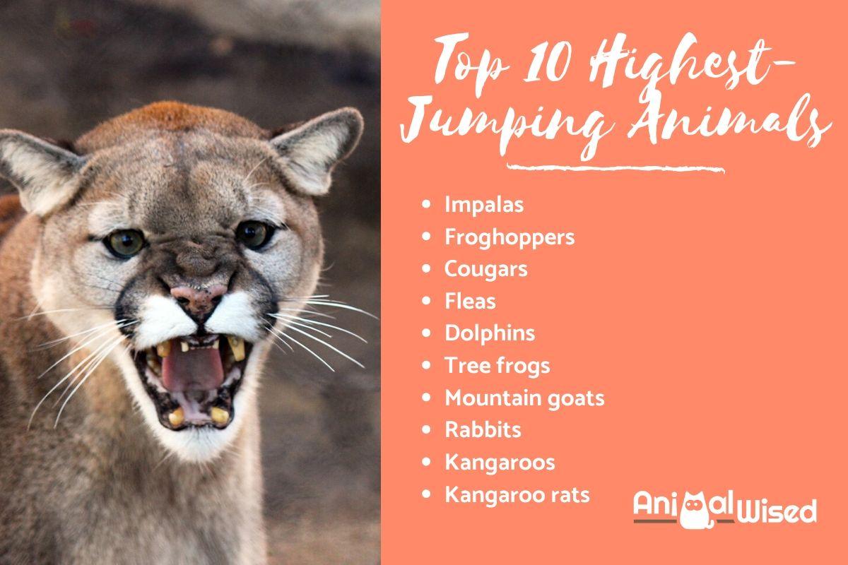 What animals can jump 15 feet?