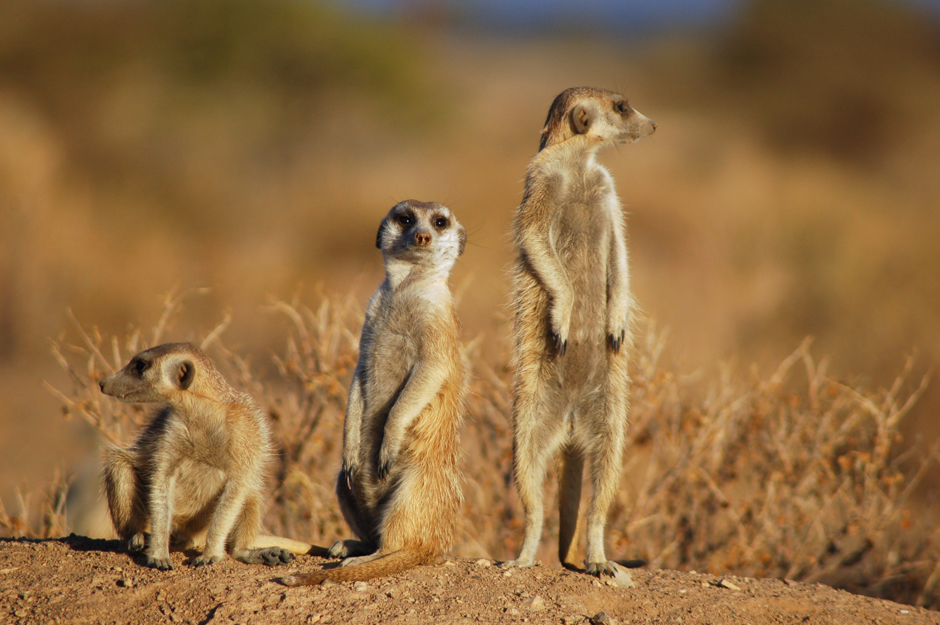 What animals can stand up?