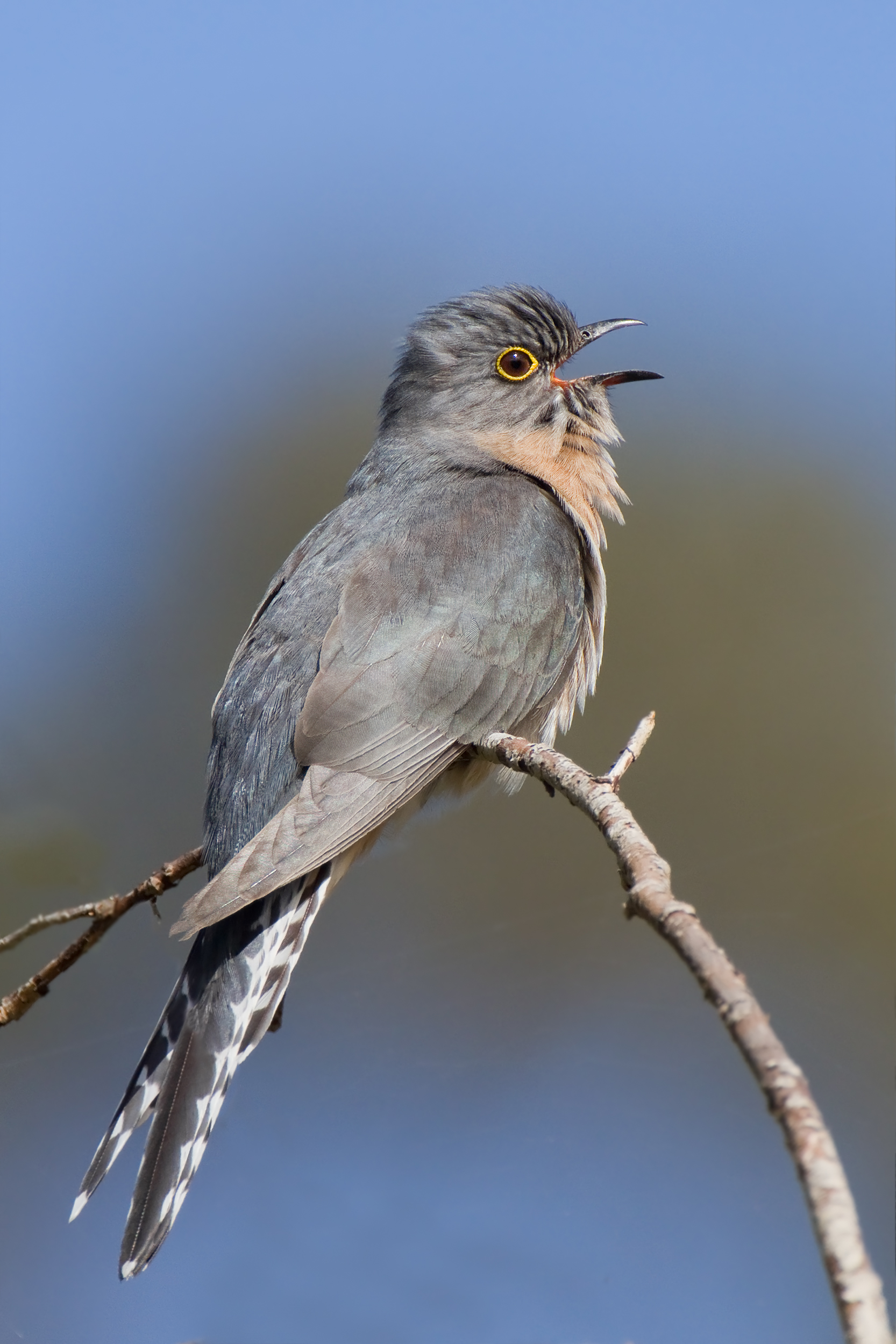 What animals eat cuckoos?