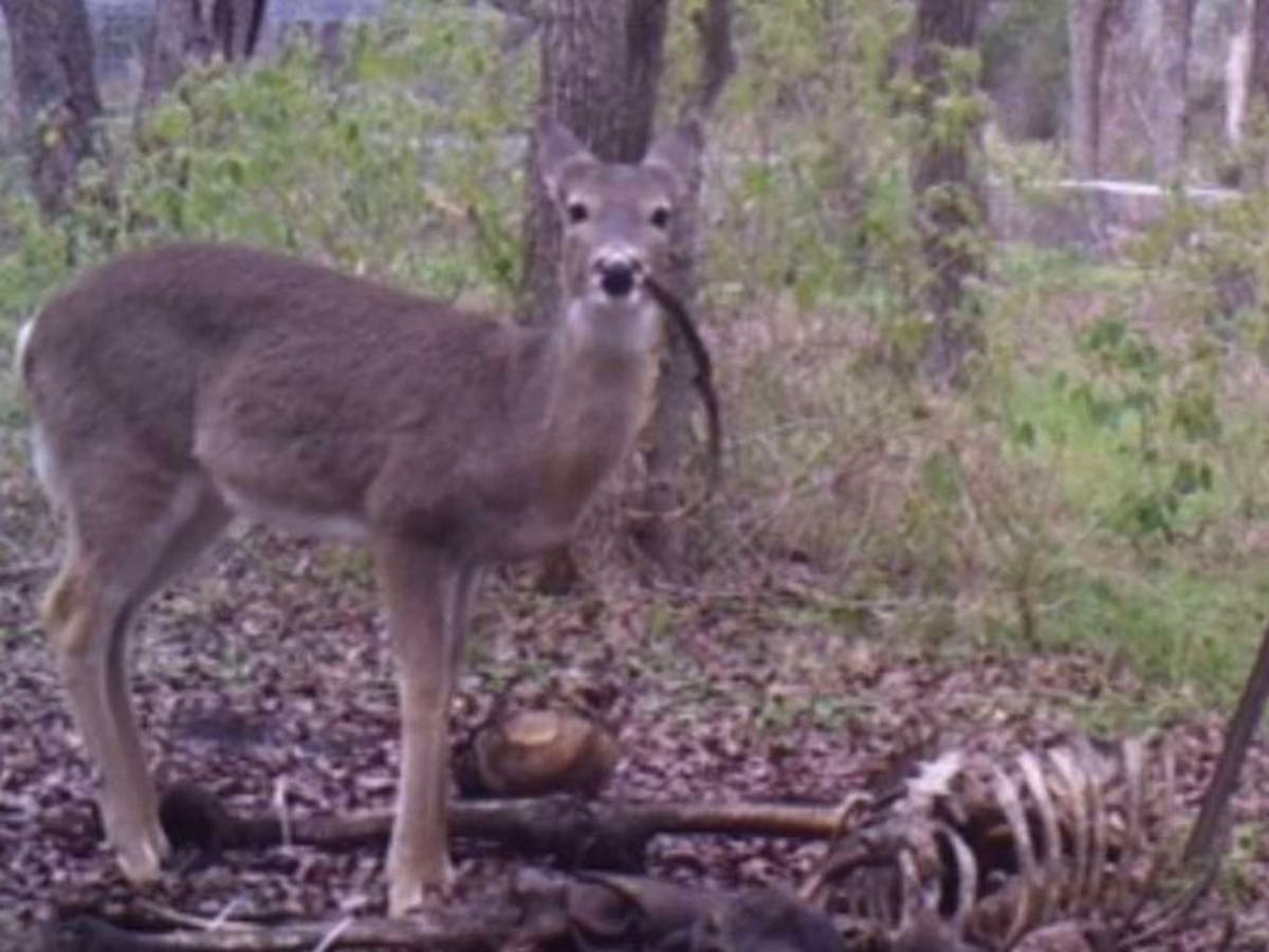 What animals eat human bones?