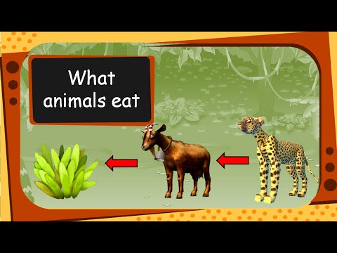 What animals eat the same things?