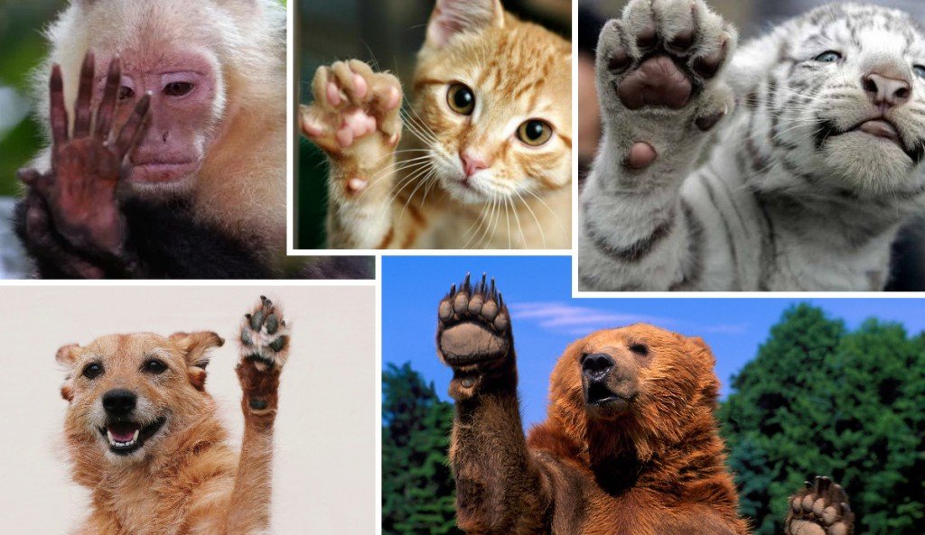 What animals have fingerprints on their hands?