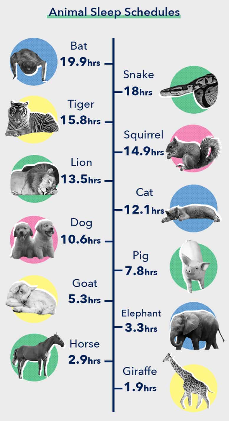 What animals sleep at the same time?