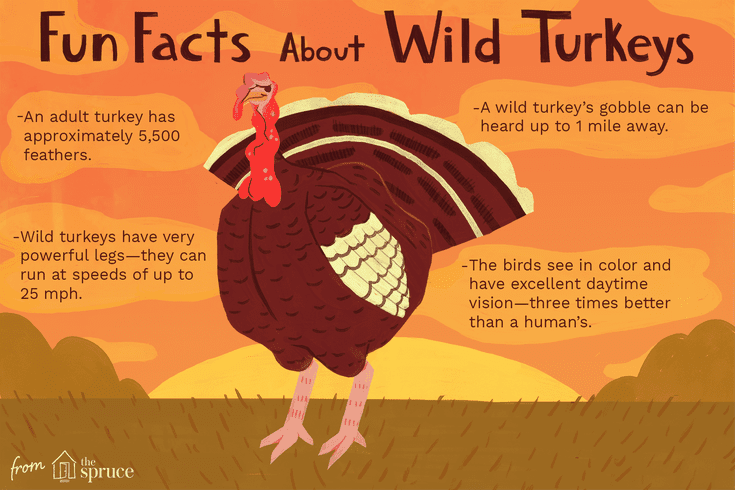 What are 2 facts about turkeys?