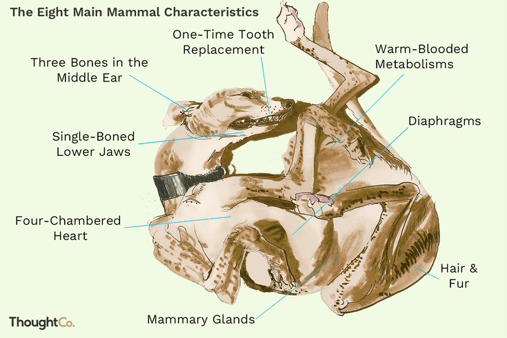 What are 3 characteristics that are unique to mammals?
