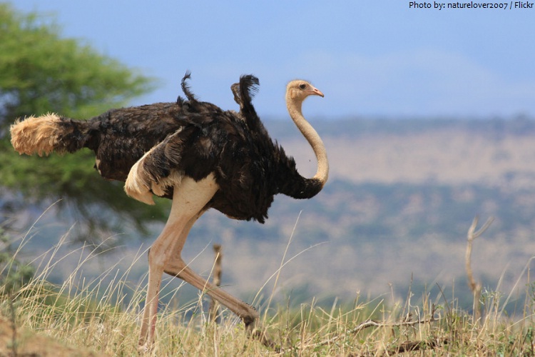 What are 3 interesting facts about ostriches?