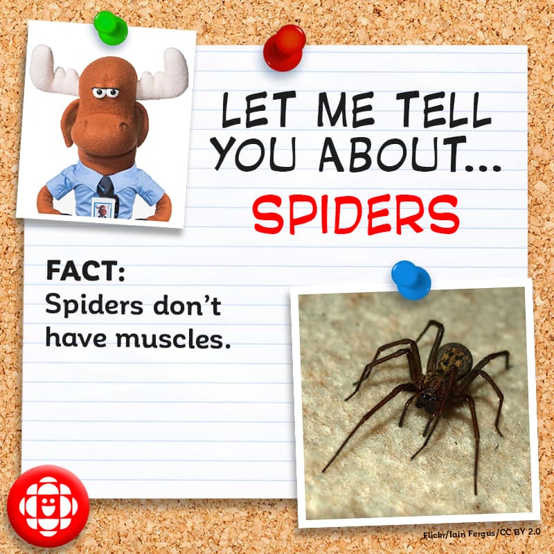 What are 3 interesting facts about spiders?