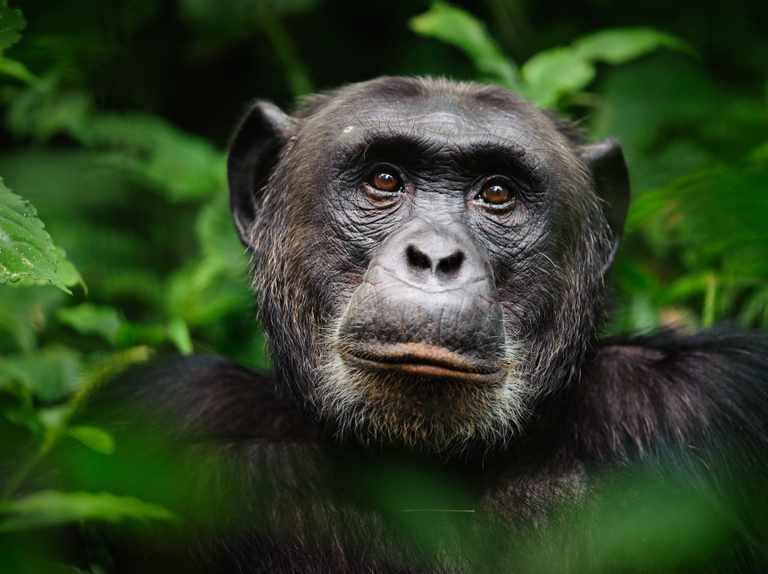 What are 5 facts about chimpanzees?