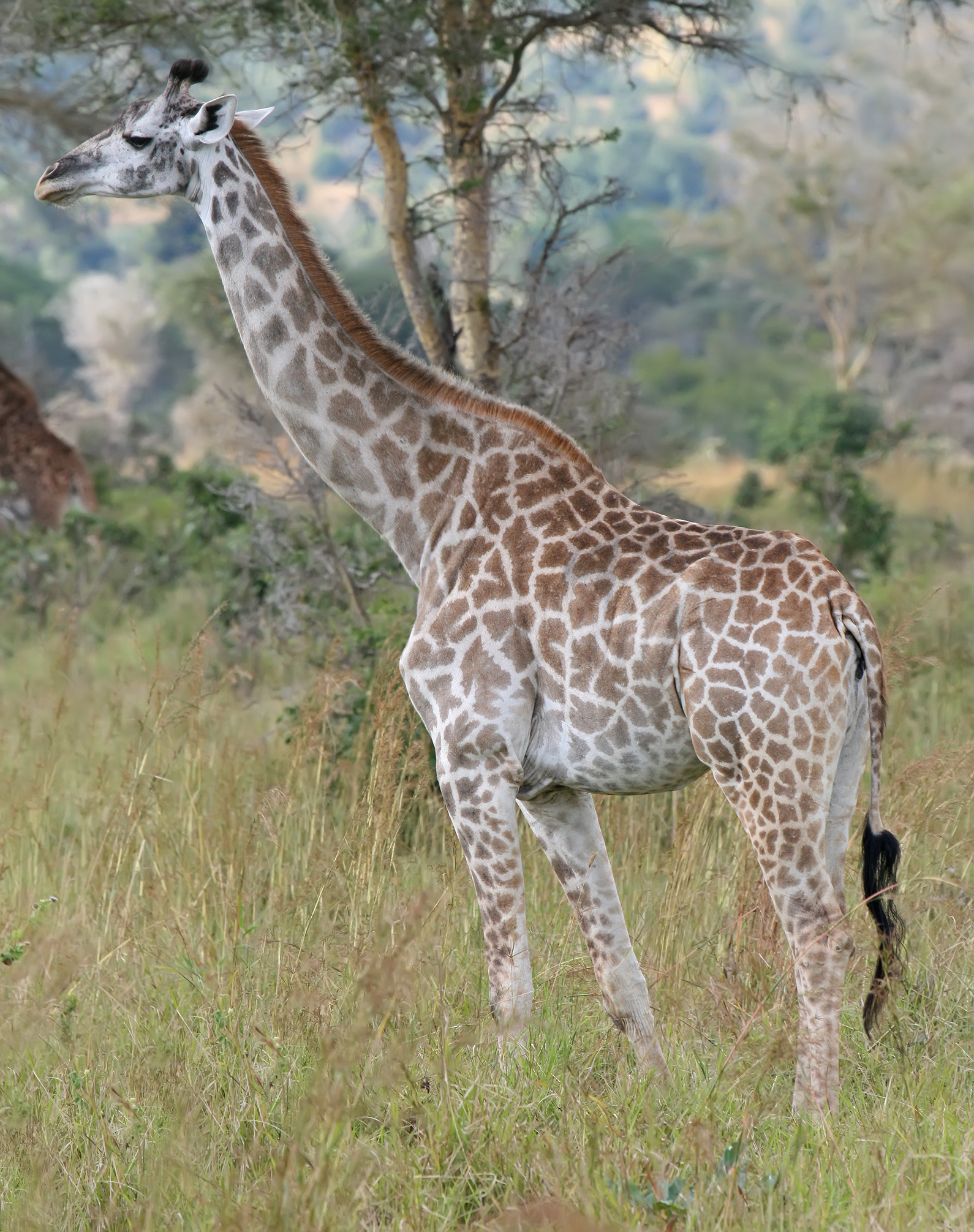 What are 5 giraffes called?